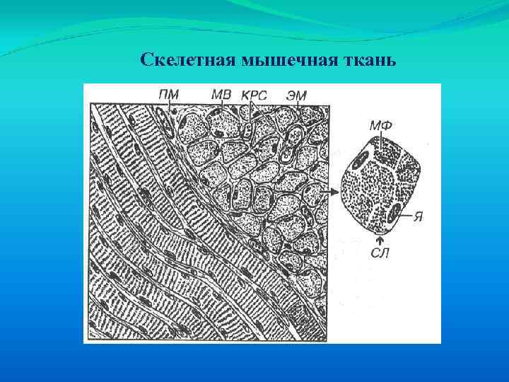Скелетная мышечная ткань 