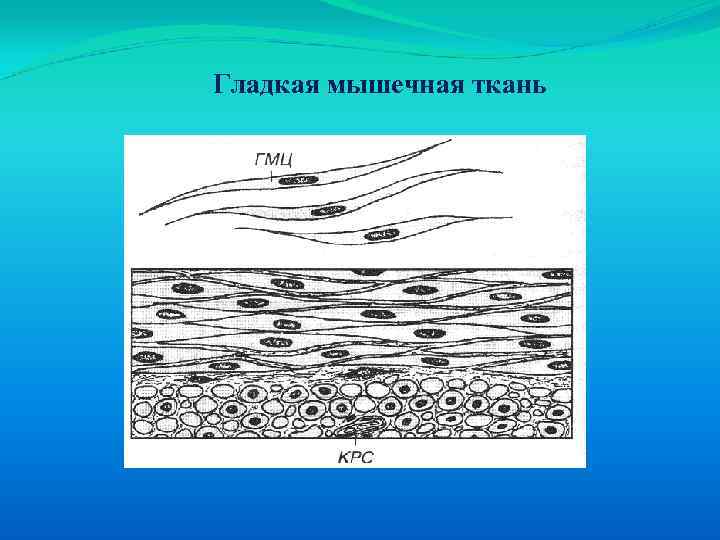 Гладкая мышечная ткань 