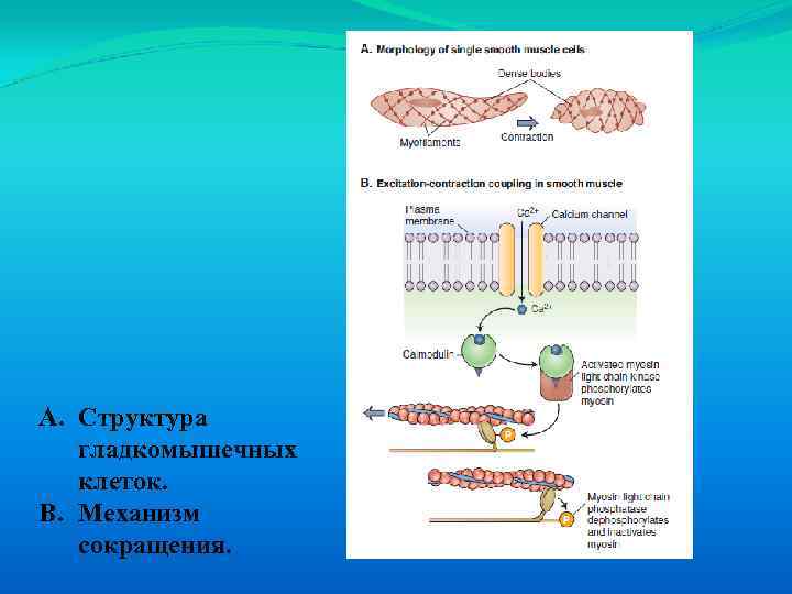 A. Структура гладкомышечных клеток. B. Механизм сокращения. 