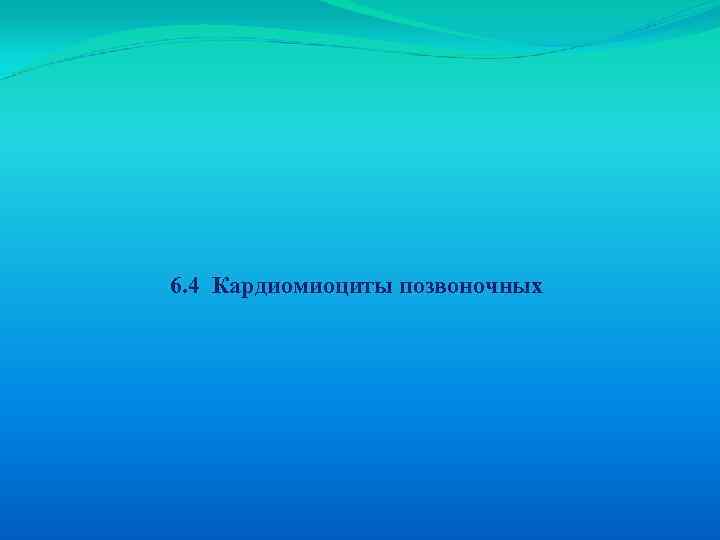 6. 4 Кардиомиоциты позвоночных 
