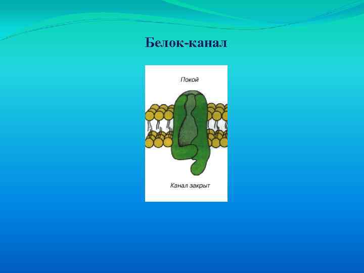 Белок-канал 