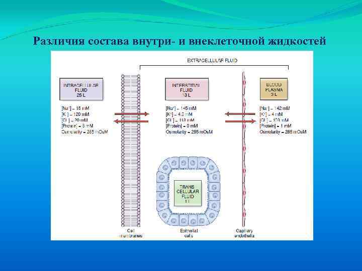 Различия состава внутри- и внеклеточной жидкостей 