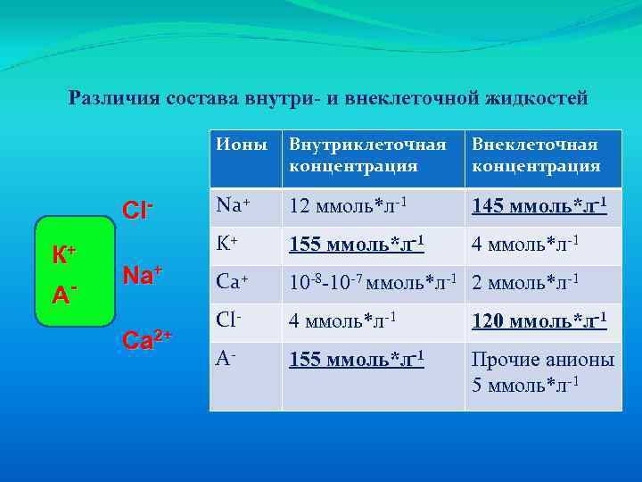 Различия состава внутри- и внеклеточной жидкостей Ионы К+ А- Na+ Ca 2+ Внеклеточная концентрация