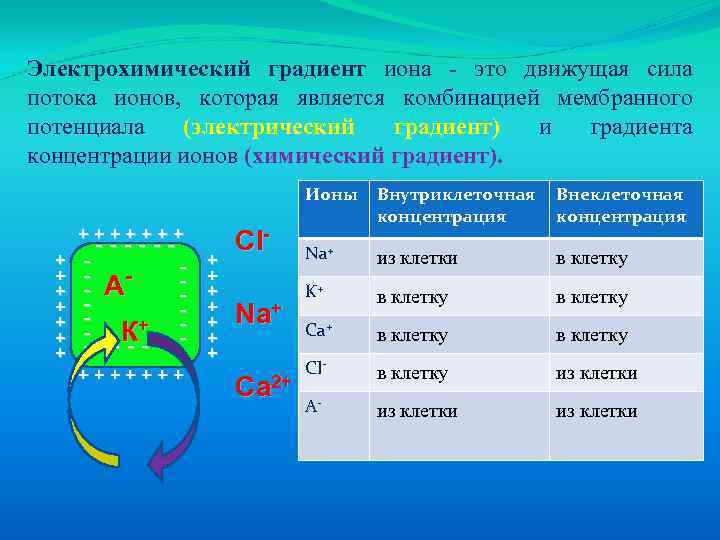Электрический градиент. Градиент электрохимического потенциала. Химический и электрический градиент. Электрохимический градиент для ионов. Градиенты концентрации ионов.