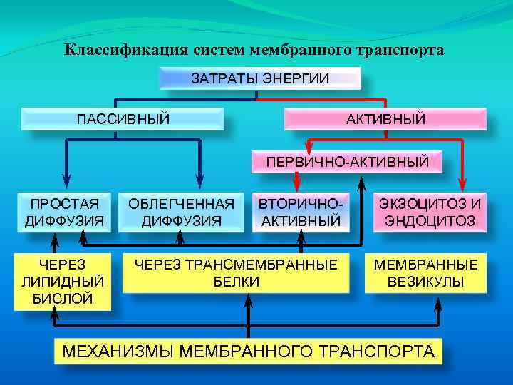 Классификация систем мембранного транспорта ЗАТРАТЫ ЭНЕРГИИ ПАССИВНЫЙ АКТИВНЫЙ ПЕРВИЧНО-АКТИВНЫЙ ПРОСТАЯ ДИФФУЗИЯ ЧЕРЕЗ ЛИПИДНЫЙ БИСЛОЙ