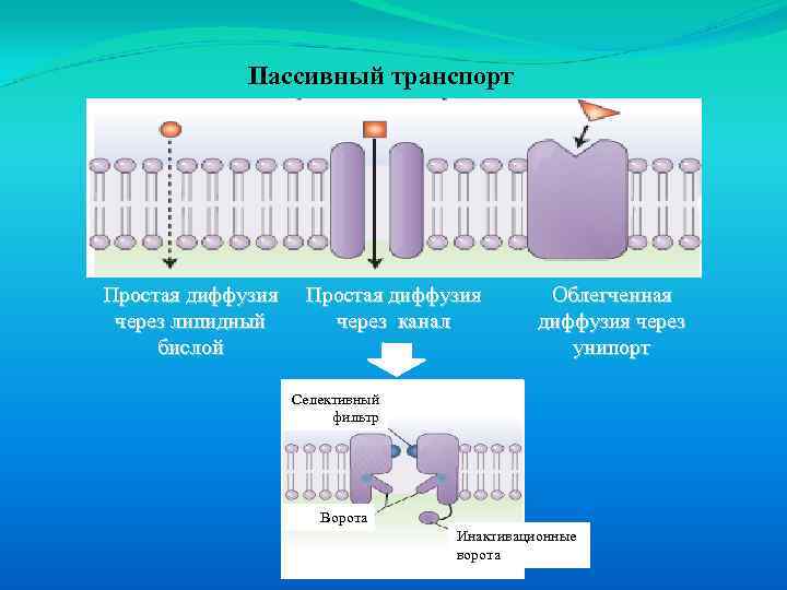 Пассивный транспорт Простая диффузия через липидный бислой Простая диффузия через канал Облегченная диффузия через