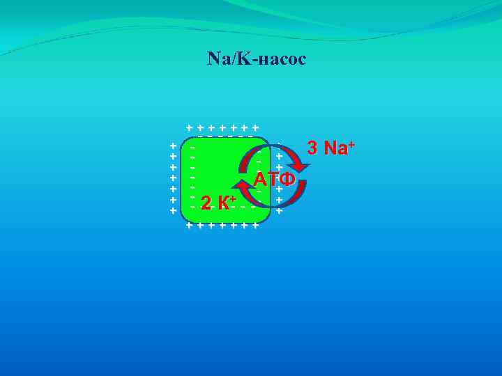 Na/K-насос +++++++ + + + ------ - + 3 Na+ - + - +