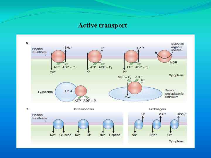 Active transport 