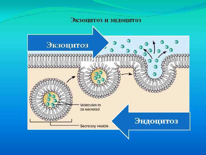 Экзоцитоз и эндоцитоз Экзоцитоз Эндоцитоз 