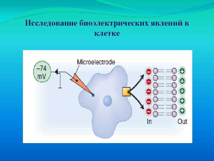Исследование биоэлектрических явлений в клетке 