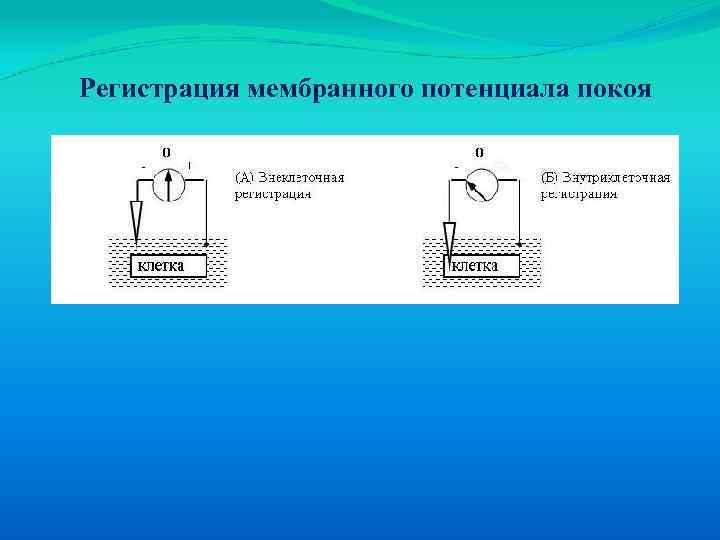 Регистрация мембранного потенциала покоя 