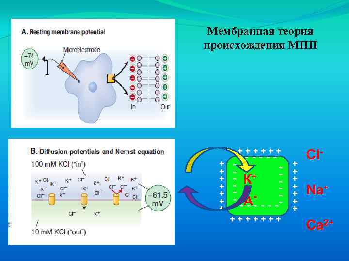 Мембранная теория происхождения МПП +++++++ + + + ------ - + - К -