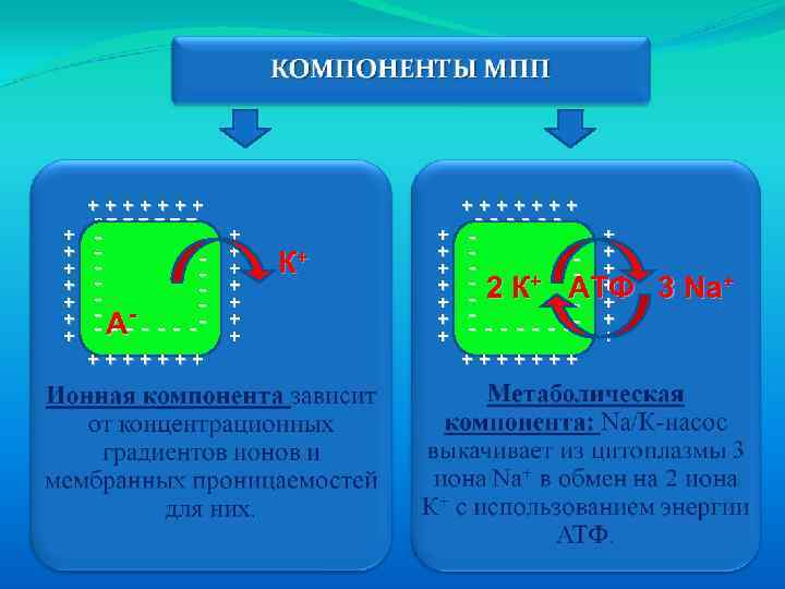 +++++++ + + + - -- -- -- - АА - ---- +++++++ +