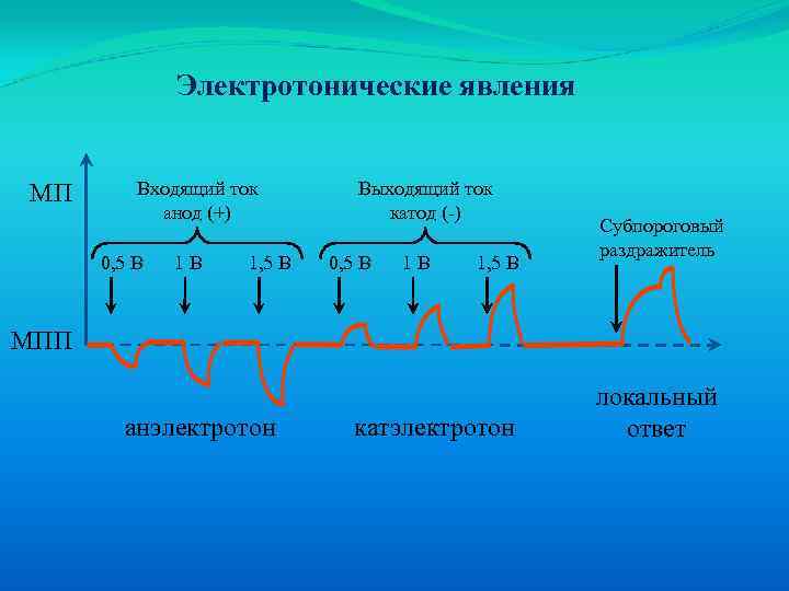 Электротонические явления МП Входящий ток анод (+) 0, 5 В 1 В 1, 5