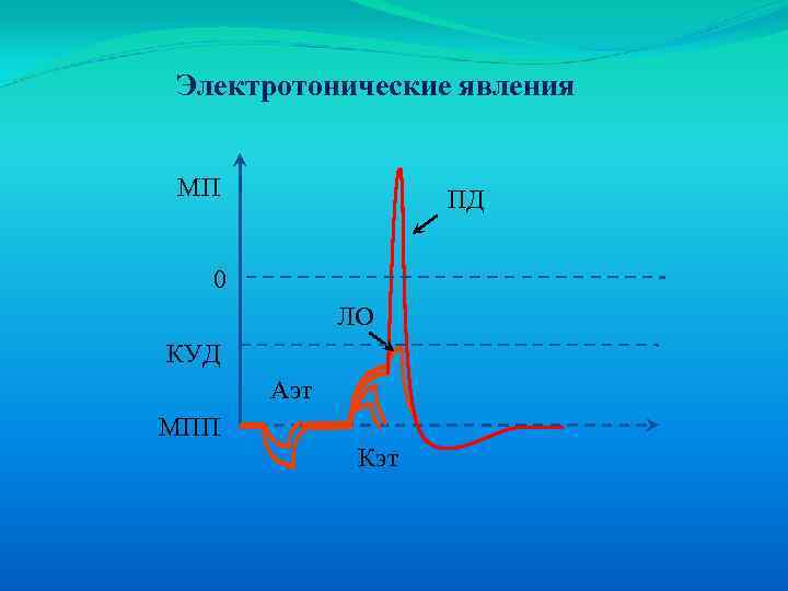 Электротонические явления МП ПД 0 ЛО КУД Аэт МПП Кэт 