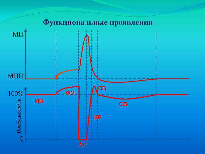 Функциональные проявления МП МПП ФЭ Возбудимость 100% 0 ПВ ИВ СВ ОР АР 