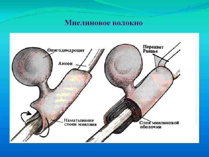 Миелиновое волокно 