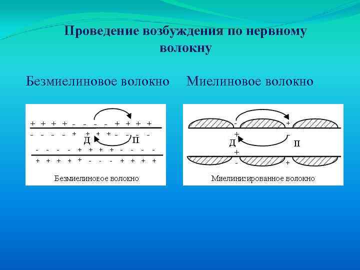 Проведение возбуждения по нервному волокну Безмиелиновое волокно Миелиновое волокно 