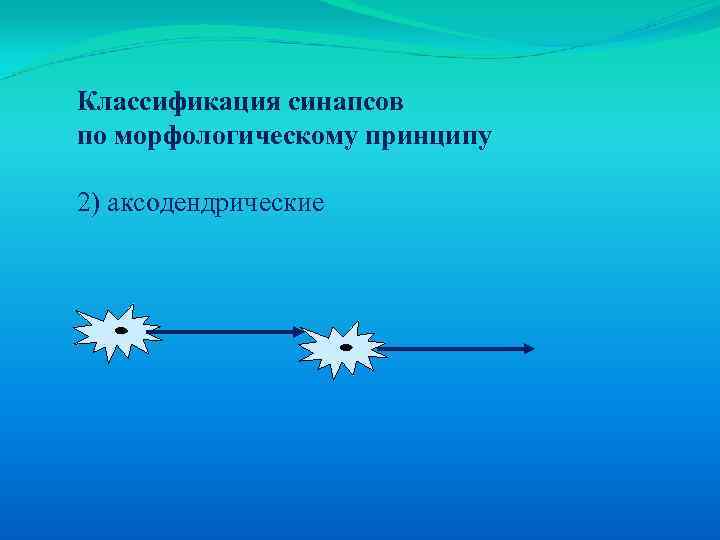 Классификация синапсов по морфологическому принципу 2) аксодендрические 