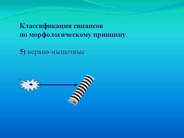 Классификация синапсов по морфологическому принципу 5) нервно-мышечные 