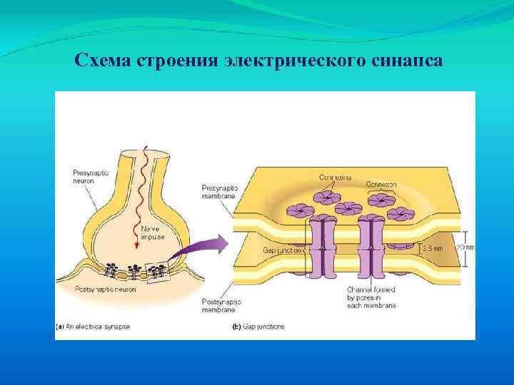 Схема строения электрического синапса 