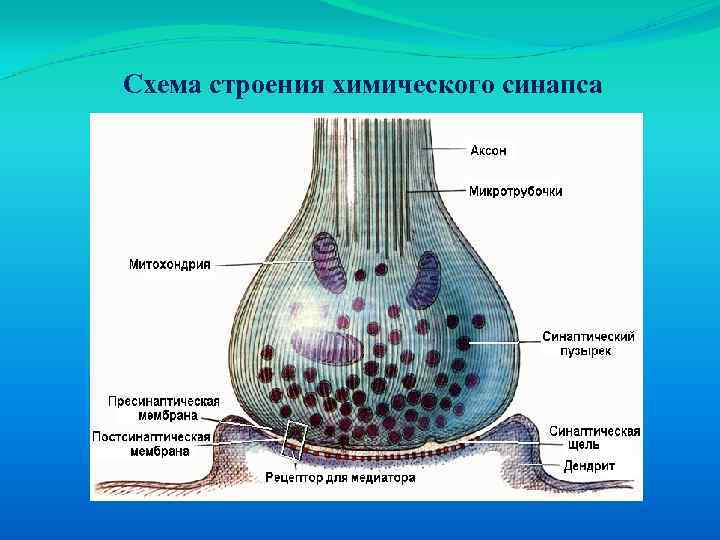 Схема строения химического синапса 