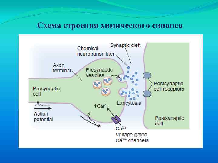 Схема строения химического синапса 