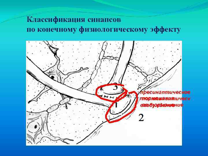 Классификация синапсов по конечному физиологическому эффекту пресинаптическое торможение постсинаптическ ое торможение возбуждение 