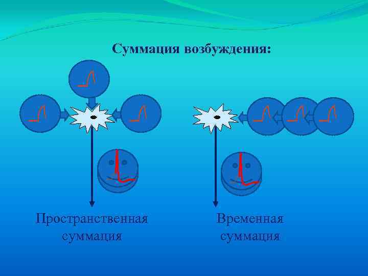 Суммация возбуждения: Пространственная суммация Временная суммация 