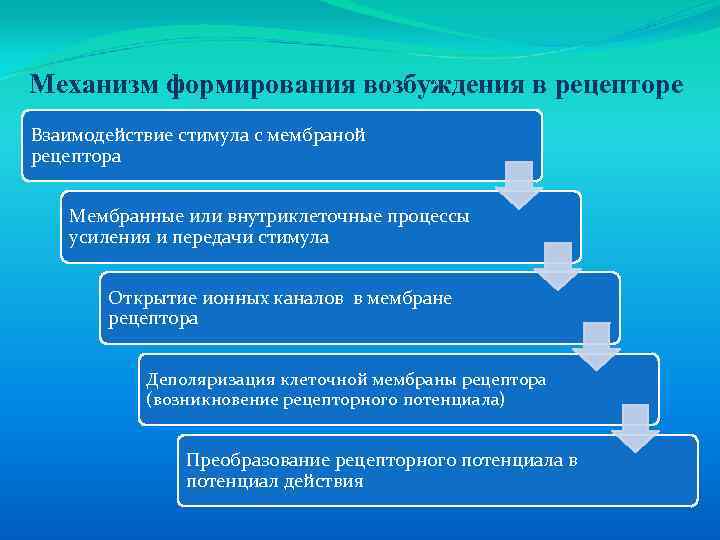 Механизм формирования возбуждения в рецепторе Взаимодействие стимула с мембраной рецептора Мембранные или внутриклеточные процессы