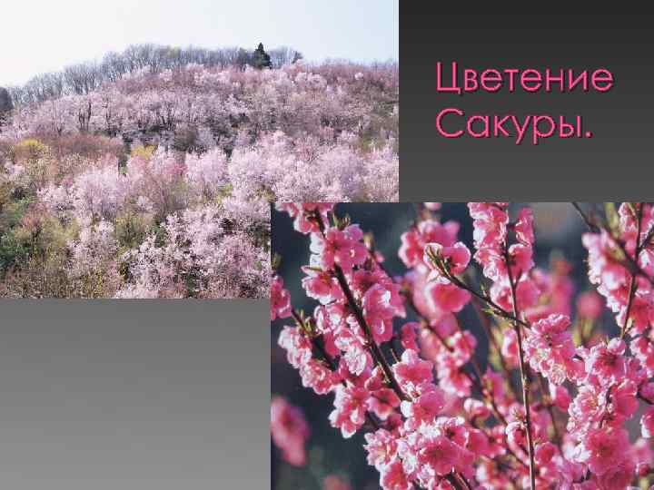 Цветение Сакуры. 