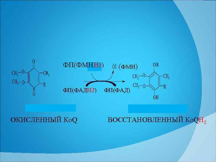 ФП(ФМНН 2) ФП(ФАДН 2) ОКИСЛЕННЫЙ Ко. Q (ФМН) ФП(ФАД) ВОССТАНОВЛЕННЫЙ Ко. QН 2 