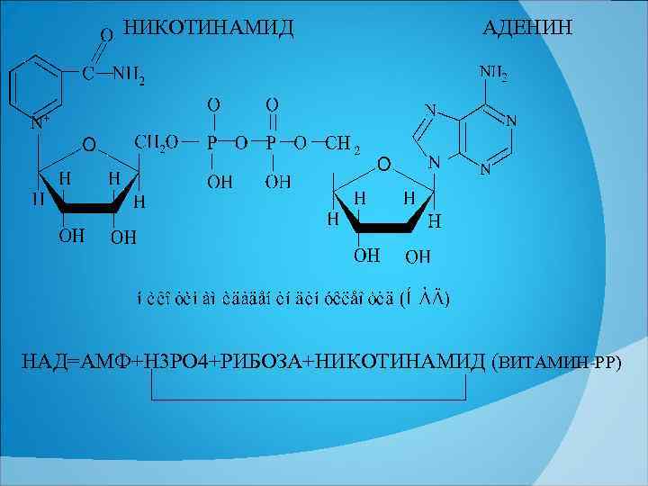НИКОТИНАМИД АДЕНИН НАД=АМФ+Н 3 РО 4+РИБОЗА+НИКОТИНАМИД (ВИТАМИН РР) 