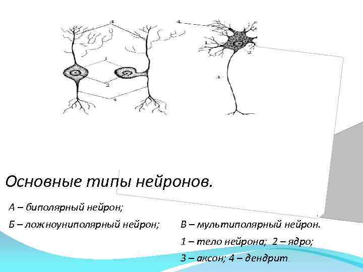 Основные типы нейронов. А – биполярный нейрон; Б – ложноуниполярный нейрон; В – мультиполярный