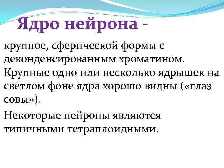 Ядро нейрона крупное, сферической формы с деконденсированным хроматином. Крупные одно или несколько ядрышек на