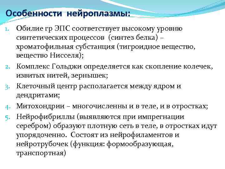 Особенности нейроплазмы: 1. Обилие гр ЭПС соответствует высокому уровню синтетических процессов (синтез белка) –