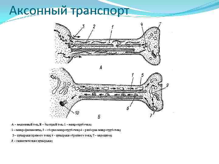 Аксонный транспорт А – медленный ток, Б – быстрый ток. 1 – микротрубочка; 2