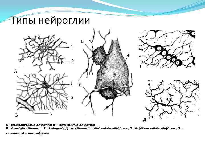 Классификация цитоморфология нейроглии спинного мозга