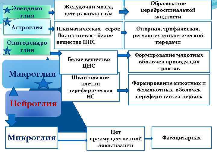 1 2 Эпендимо глия Желудочки мозга, центр. канал сп/м Образование цереброспинальной жидкости Астроглия Плазматическая