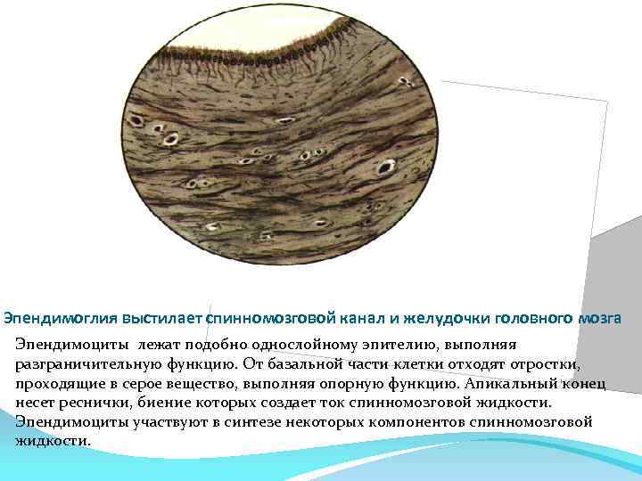 Эпендимоглия выстилает спинномозговой канал и желудочки головного мозга Эпендимоциты лежат подобно однослойному эпителию, выполняя