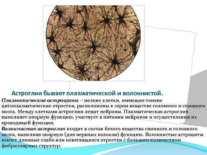 Астроглия бывает плазматической и волокнистой. Плазматические астроциты – мелкие клетки, имеющие тонкие цитоплазматические отростки,