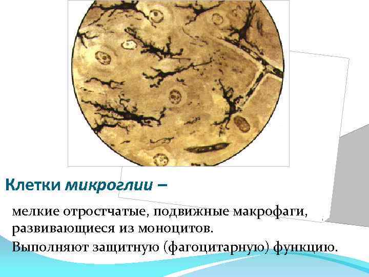 Клетки микроглии – мелкие отростчатые, подвижные макрофаги, развивающиеся из моноцитов. Выполняют защитную (фагоцитарную) функцию.