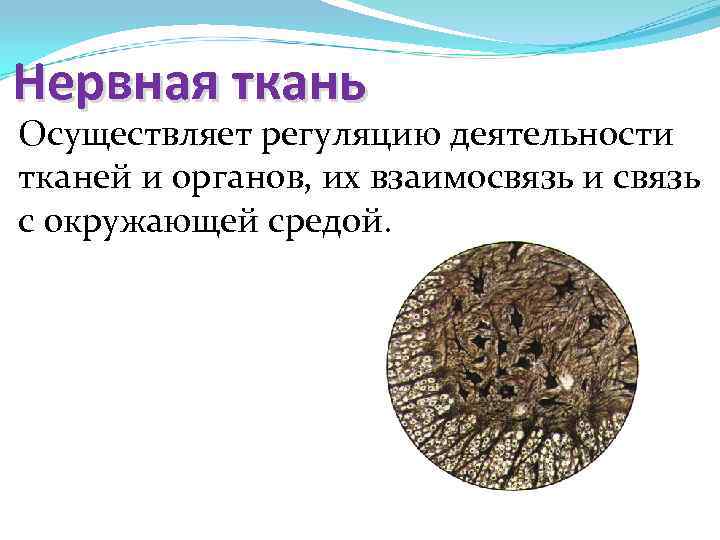 Нервная ткань Осуществляет регуляцию деятельности тканей и органов, их взаимосвязь и связь с окружающей