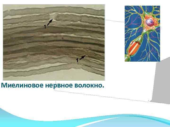 Миелиновое нервное волокно. 