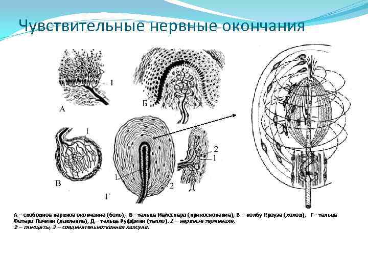 Чувствительные нервные окончания А – свободное нервное окончание (боль), Б - тельце Мейсснера (прикосновение),