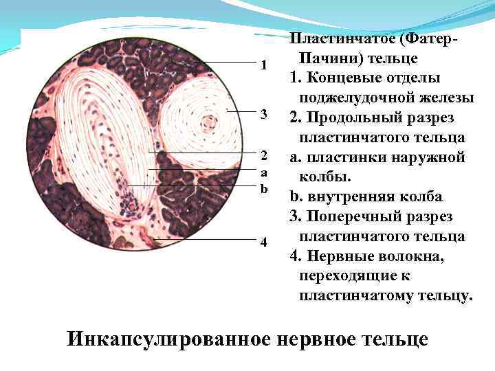 Определите название частей тельца пачини обозначенных на рисунке цифрами 1 и 2