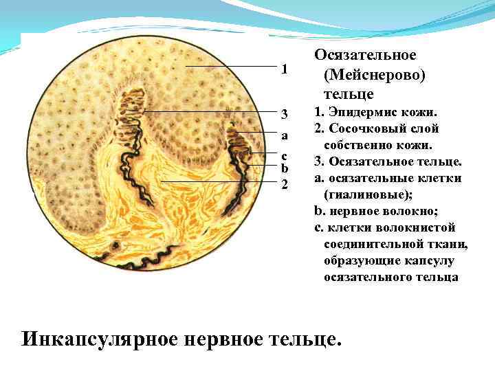 1 3 a c b 2 Осязательное (Мейснерово) тельце 1. Эпидермис кожи. 2. Сосочковый