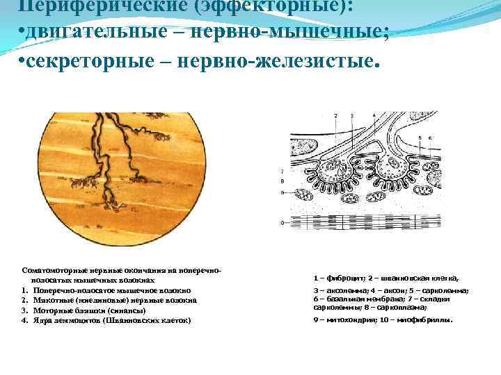 Периферические (эффекторные): • двигательные – нервно-мышечные; • секреторные – нервно-железистые. Соматомоторные нервные окончания на