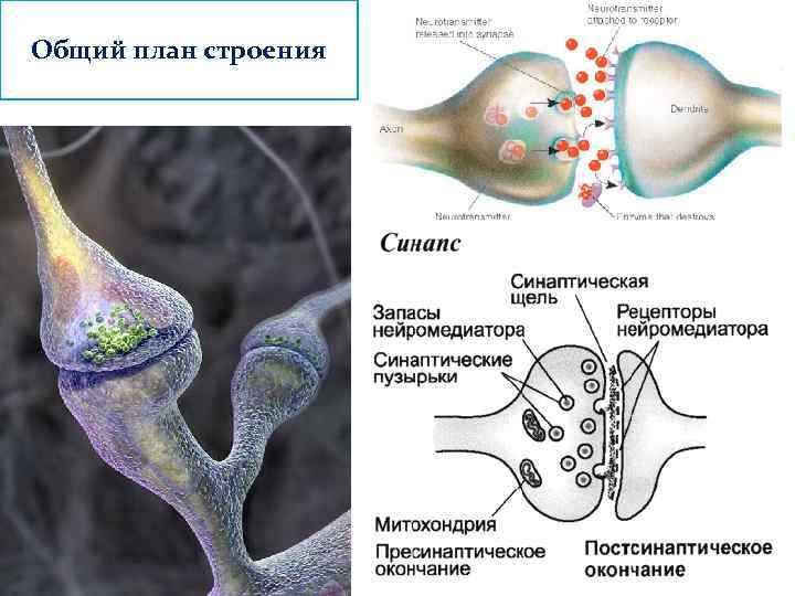 Общий план строения 