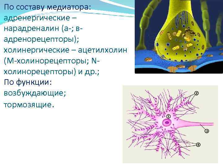 По составу медиатора: адренергические – нарадреналин (а-; вадренорецепторы); холинергические – ацетилхолин (М-холинорецепторы; Nхолинорецепторы) и